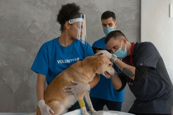 Veterinary Technician