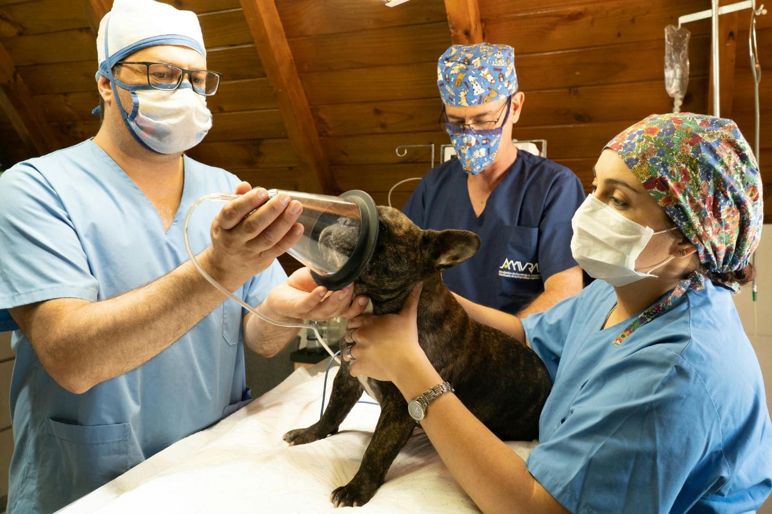 Happy Pet with Vet